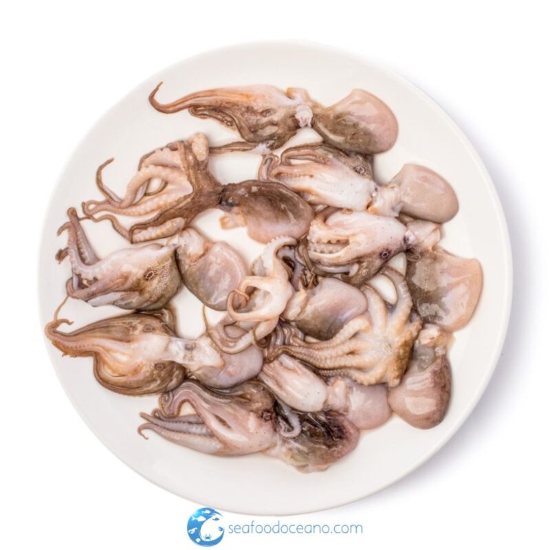 Baby Octopus