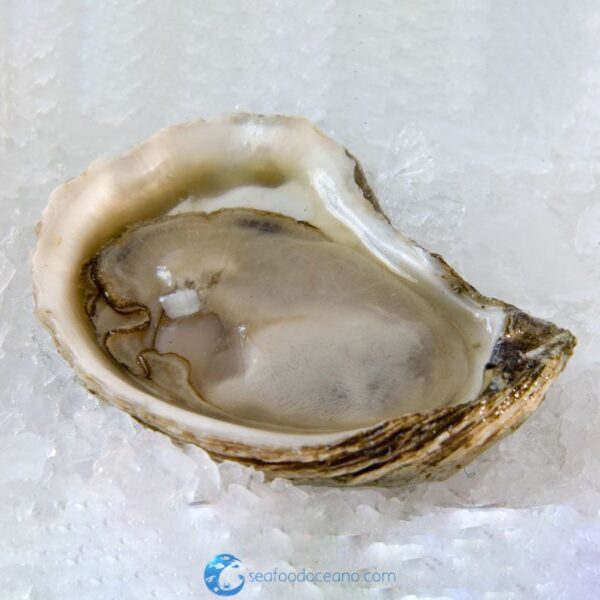 Beausoleil Oysters - Image 2