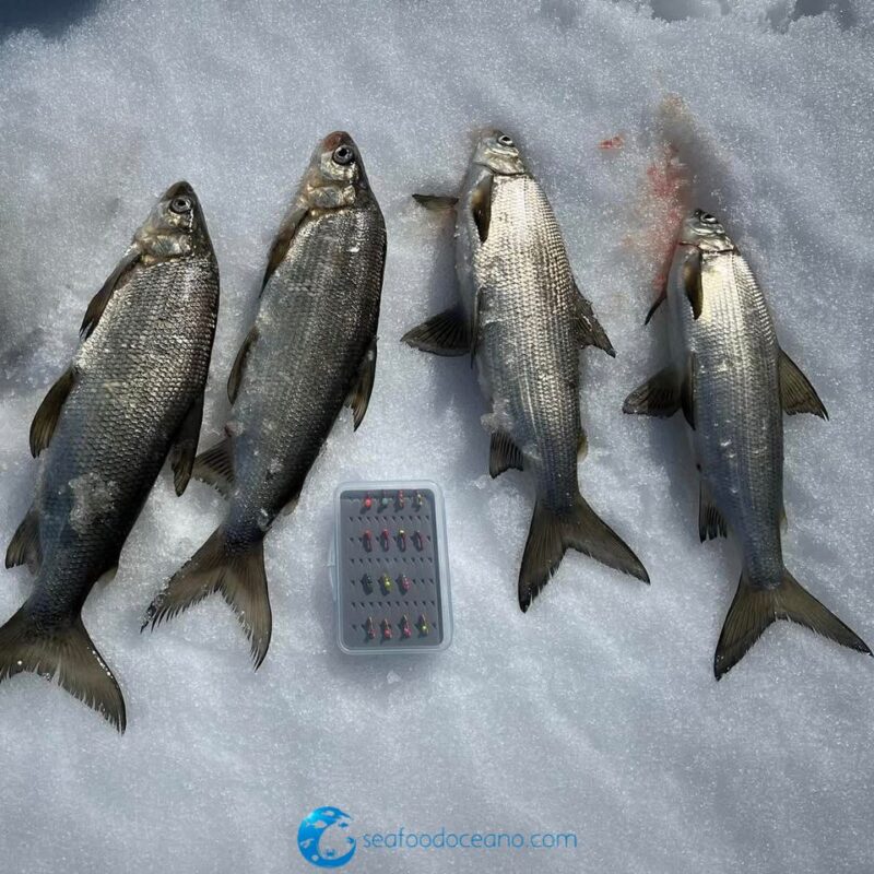 Whitefish Whole - Image 2