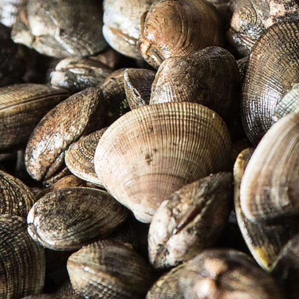 Fresh Manila Steamer Clams - Image 3