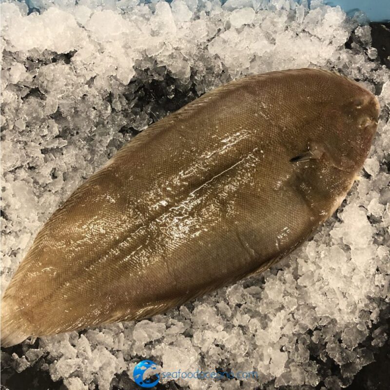Dover Sole Whole - Image 2