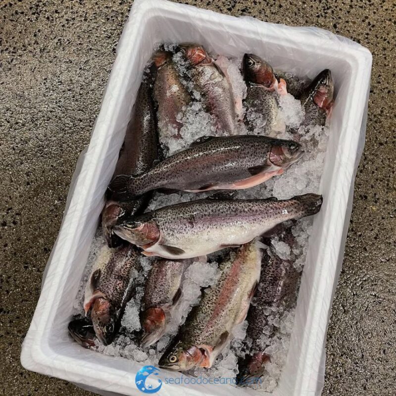 Tasmanian Trout Whole - Image 2