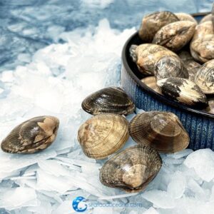 Fresh Manila Steamer Clams