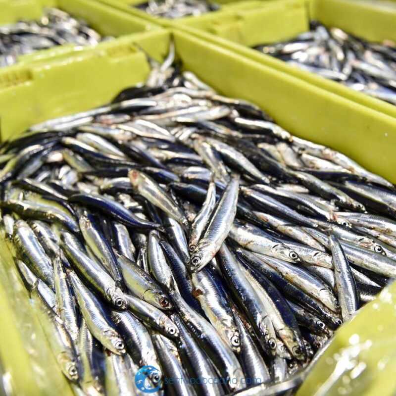 European Anchovies - Image 2