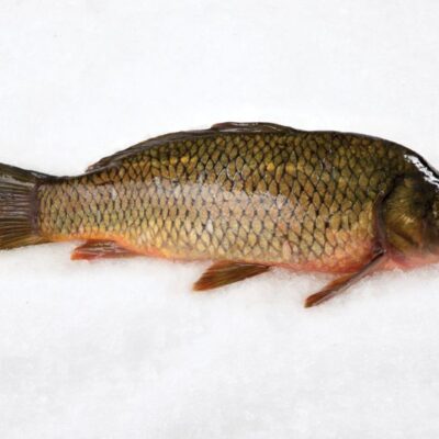Carp Whole