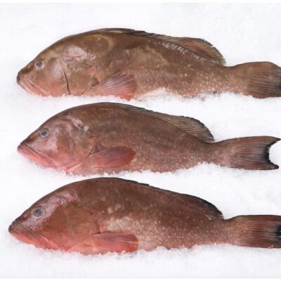 Grouper Whole
