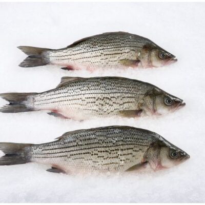 Hybrid Striped Bass Whole