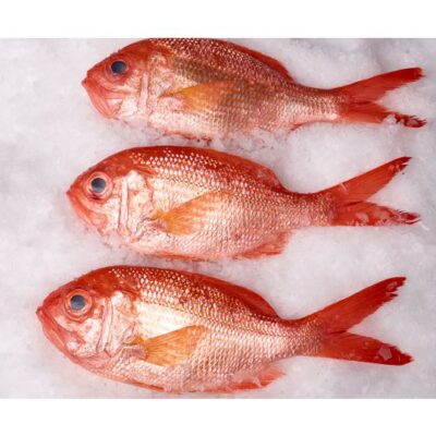 New Zealand Red Snapper Whole