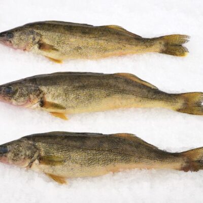 Pike Whole