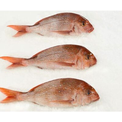 Pink Snapper Whole