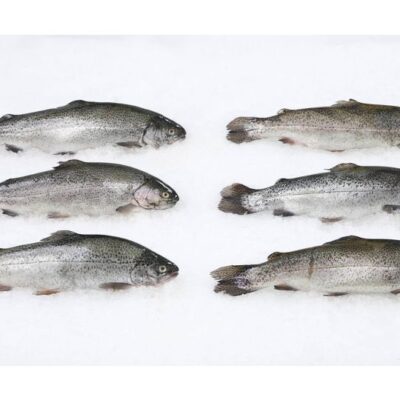 Rainbow Trout Whole