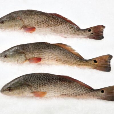 Red Fish Whole (Red Drum)
