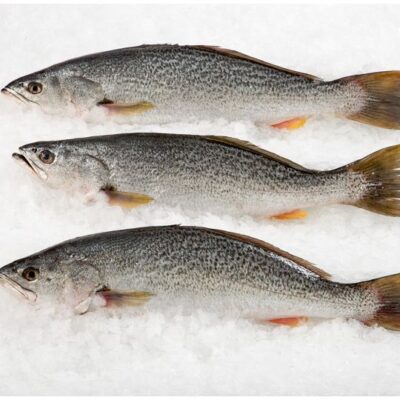 Sea Trout Whole