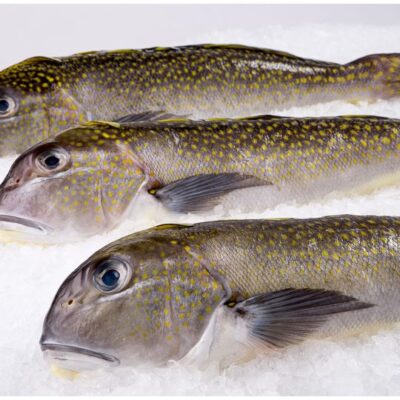 Tilefish Whole