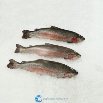 Tasmanian Trout Whole