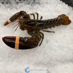 Small Live Lobsters