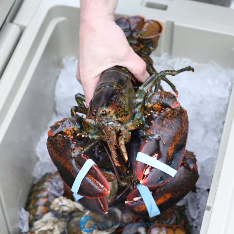 Large Live Lobsters - Image 2