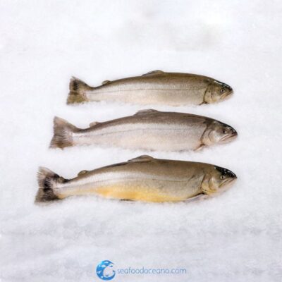 Arctic Char Whole