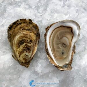 Wellfleet Oysters