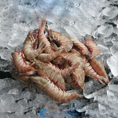 Florida Rock Shrimp