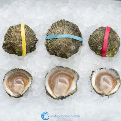 Belon Oysters