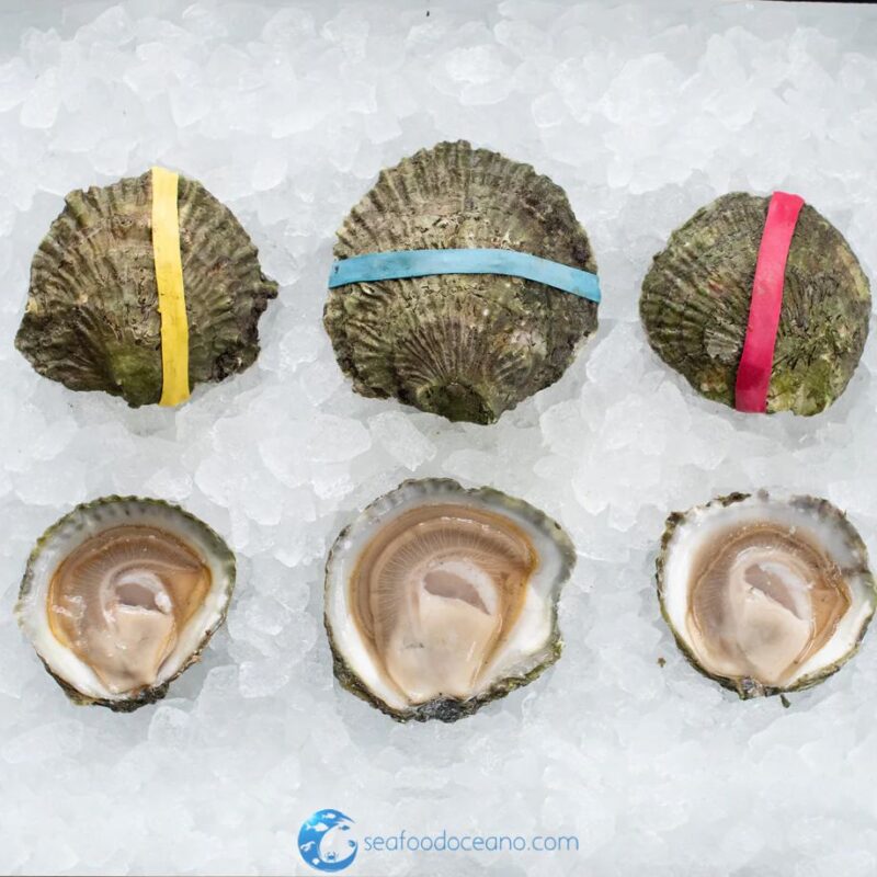 Belon Oysters