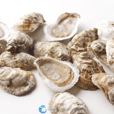 Peconic Oysters