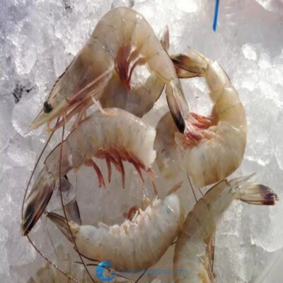 Large Carolina Shrimp