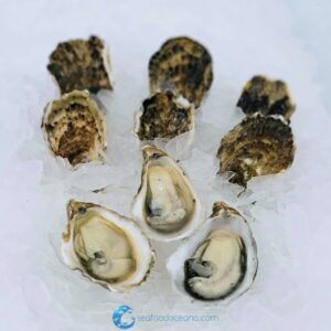 Kumamoto Oysters