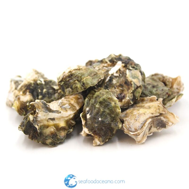 Kumamoto Oysters - Image 2