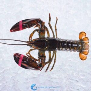 Large Live Lobsters
