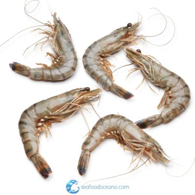 Madagascar Tiger shrimp