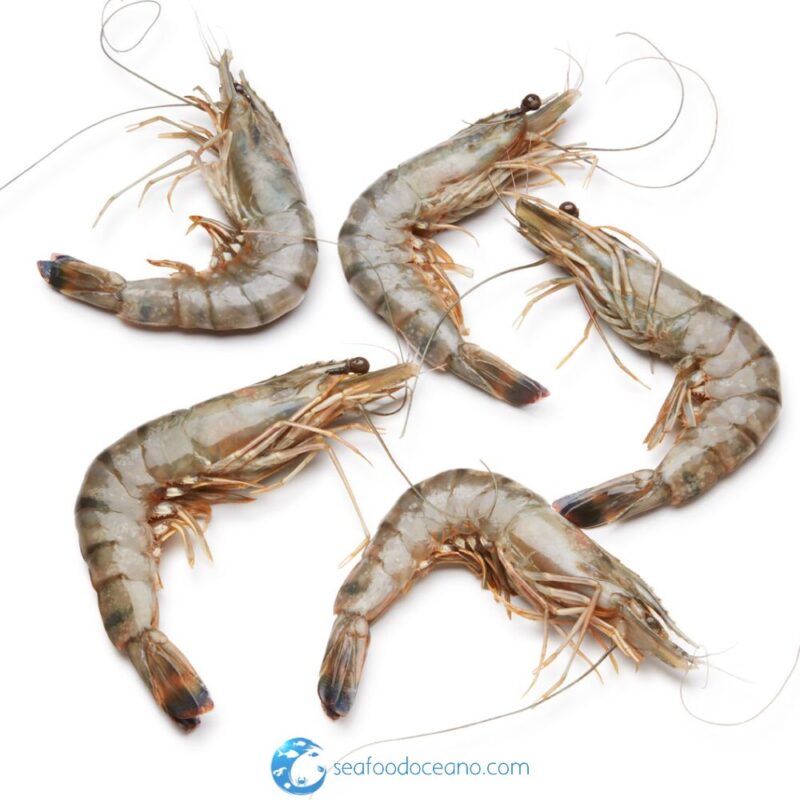 Madagascar Tiger shrimp