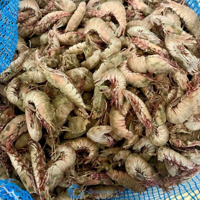 Florida Rock Shrimp - Image 2