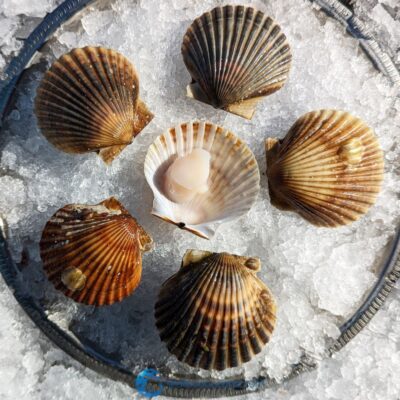 Cape Cod Bay Scallops