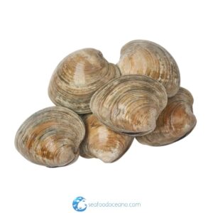 Cherrystone Clams