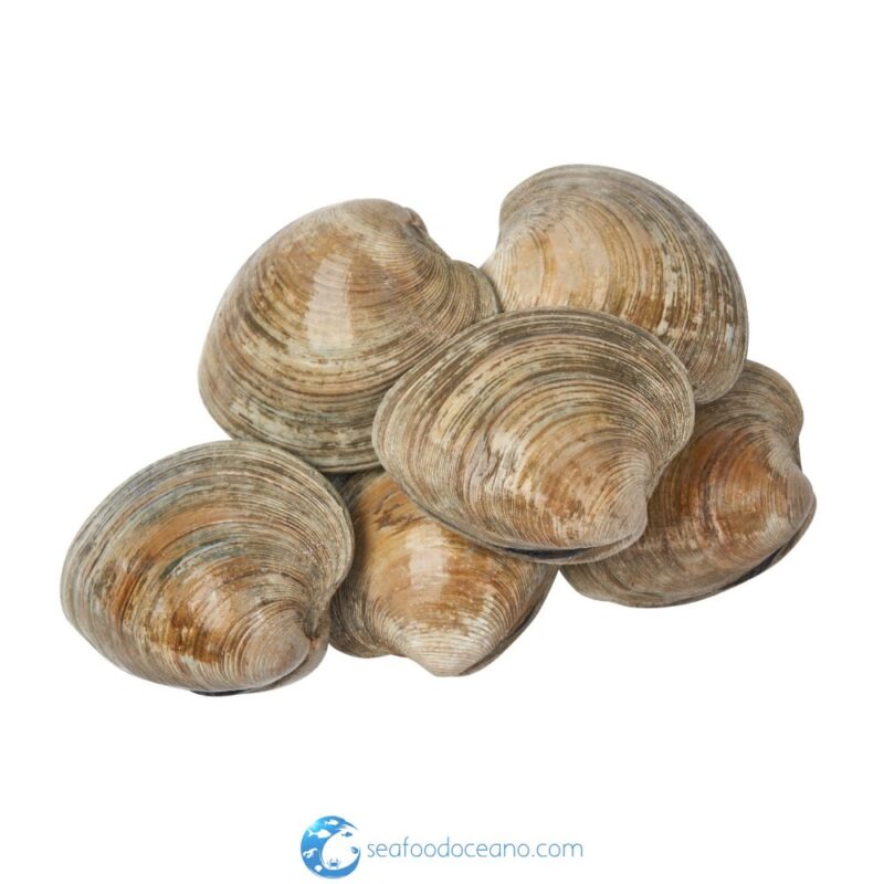 Cherrystone Clams