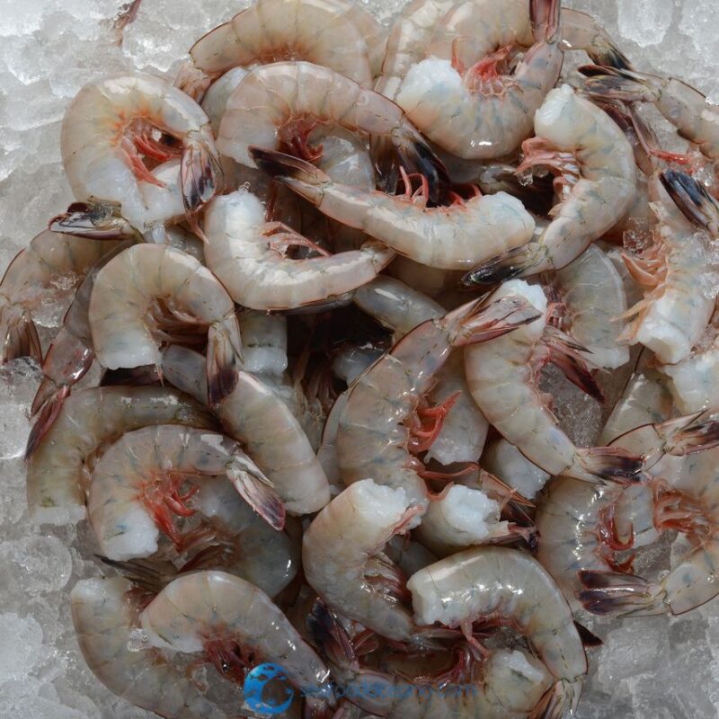 Medium Carolina Shrimp - Image 2