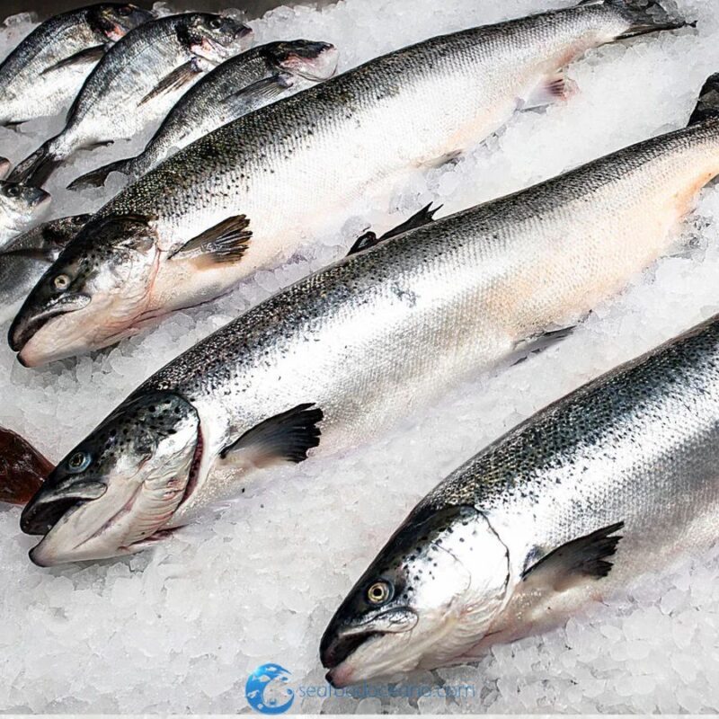 Arctic Char Whole - Image 2
