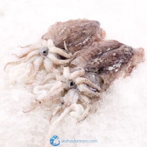 Baby Sepia Cuttlefish