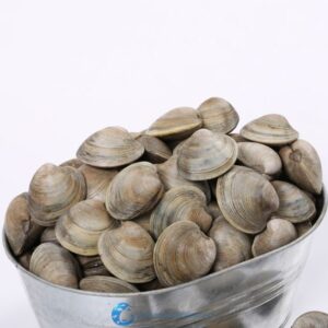 Little Neck Clams