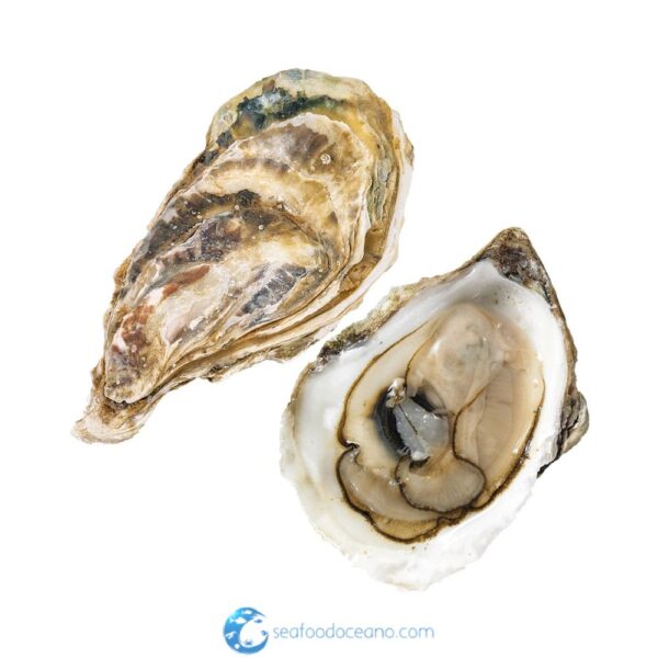 Lucky Lime Oysters