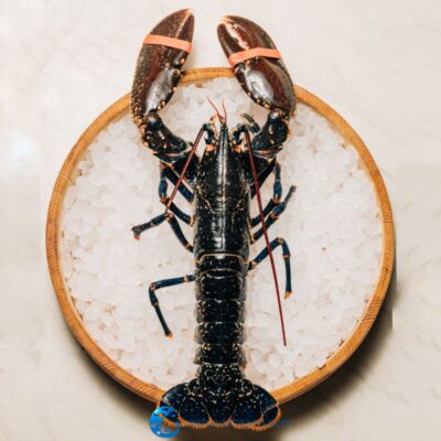 Live Blue Lobster - Portugal