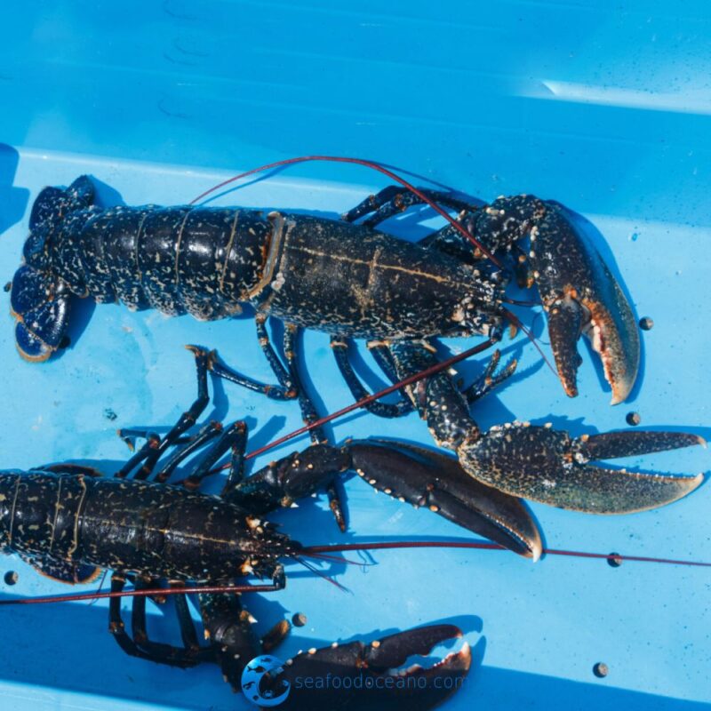 Live Blue Lobster - Portugal - Image 2