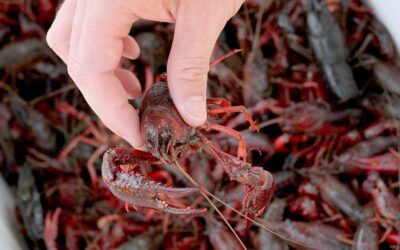 The Ultimate Guide to Buying Fresh Crawfish Online